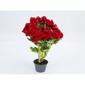 BEGONIA BALADIN P11