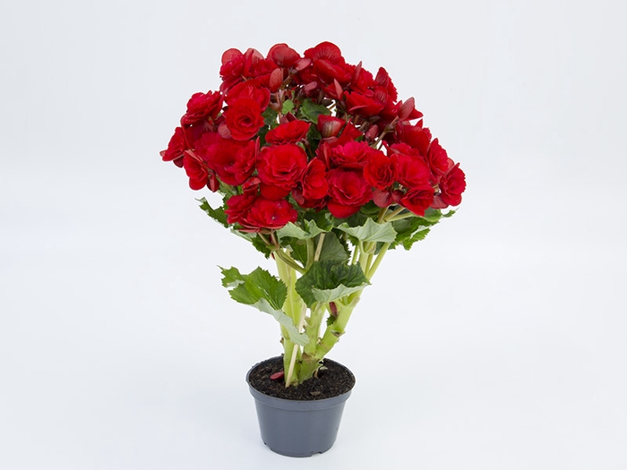 BEGONIA BALADIN P11