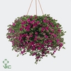 CALIB MIL BEL PINK