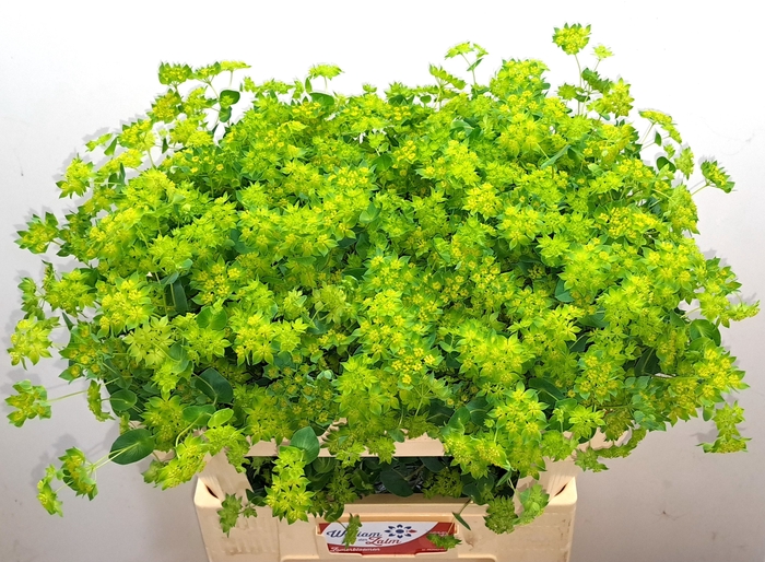 <h4>BUPLEURUM ROTUNDIFOL</h4>