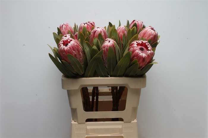 <h4>Protea Pink Lady</h4>