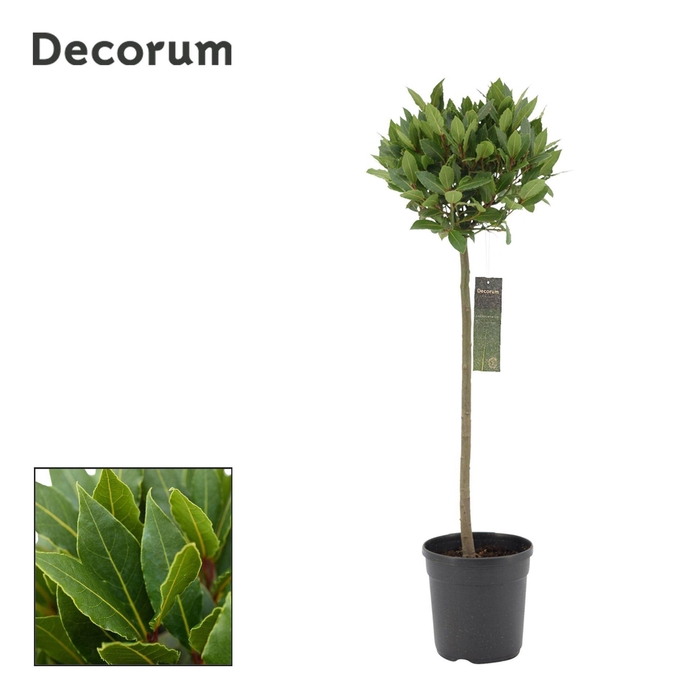 <h4>Laurus nobilis</h4>