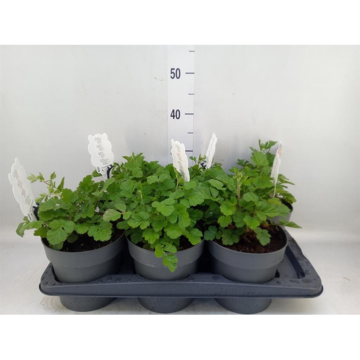 <h4>Geum 'Orange Pumpkin'</h4>