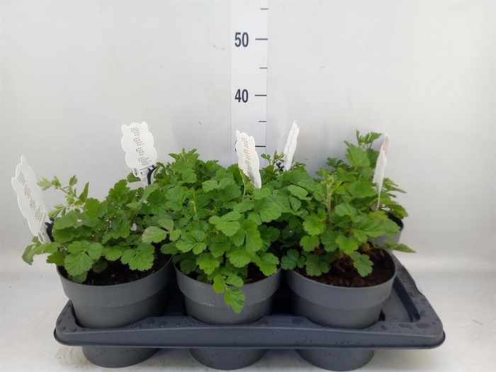 <h4>Geum  'Orange Pumpkin'</h4>