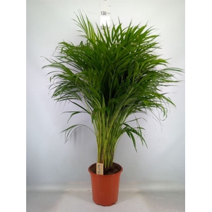 Dypsis lutescens   ...Chrysalidoca