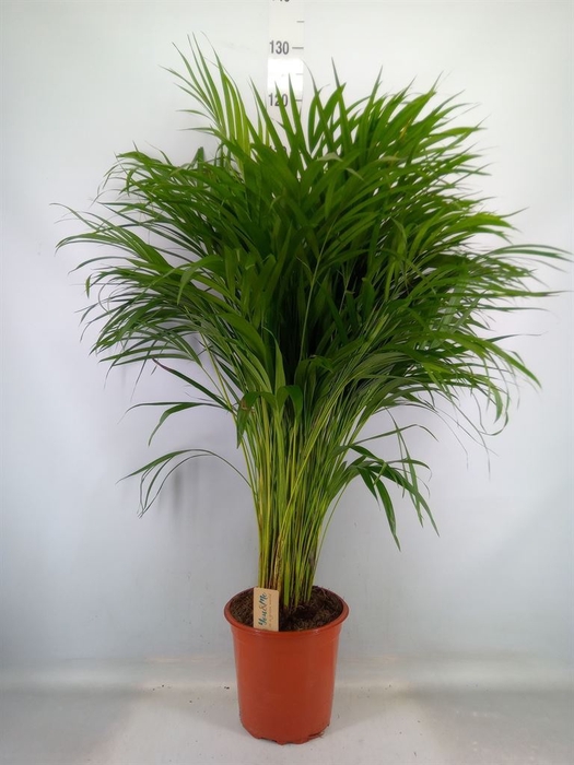 <h4>Dypsis lutescens   ...Chrysalidoca</h4>