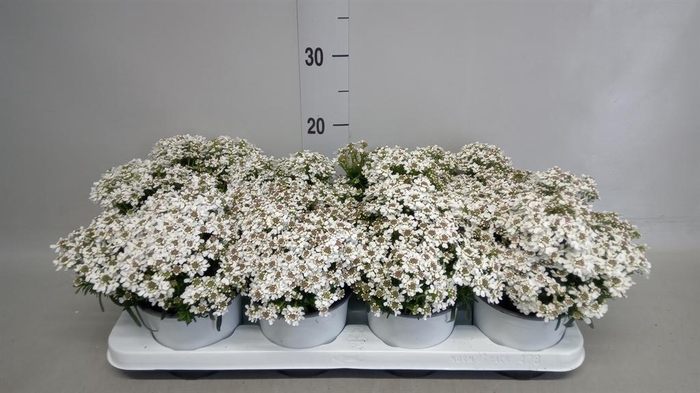 <h4>Iberis semp.</h4>