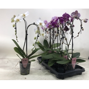 PHAL GEM