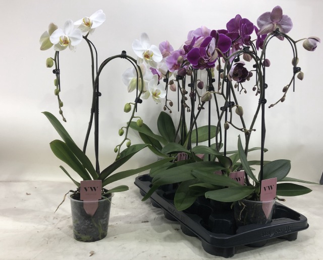 PHAL GEM