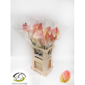 Anthurium Marea