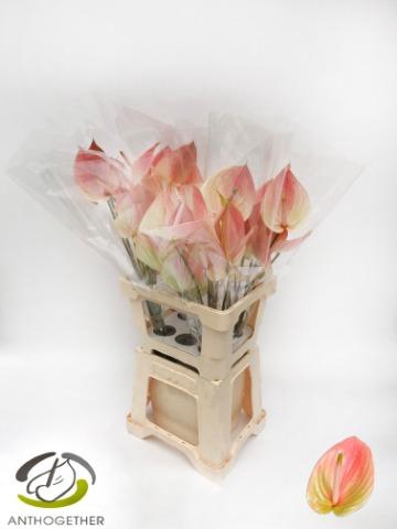 <h4>Anthurium Marea</h4>