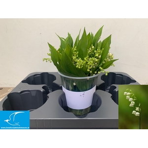 CONVALLARIA P ST