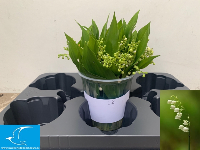 <h4>CONVALLARIA P ST</h4>