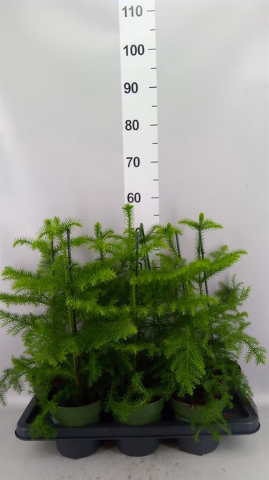 <h4>Araucaria heterophylla</h4>