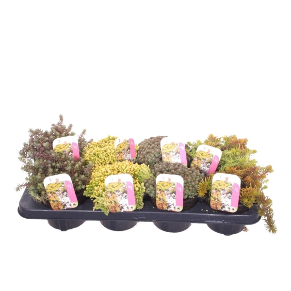 <h4>Sedum mix in tray</h4>