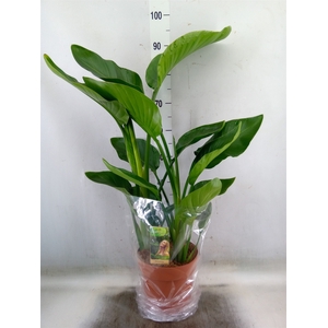 Strelitzia nicolai