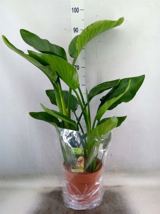 <h4>Strelitzia nicolai</h4>