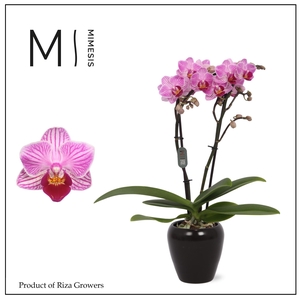 Phalaenopsis Lotte 2 spike – 7cm in Martine Black Ceramic | Mimesis