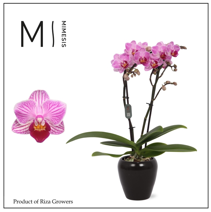 <h4>Phalaenopsis Lotte 2 spike – 7cm in Martine Black Ceramic | Mimesis</h4>
