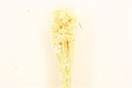 Dried Lonas Bleached Bunch