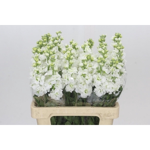 Matthiola Iron White