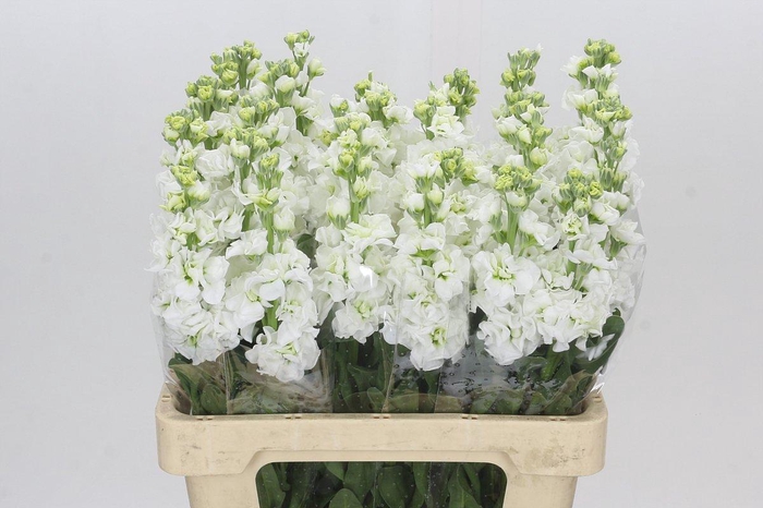 <h4>Matthiola Iron White</h4>