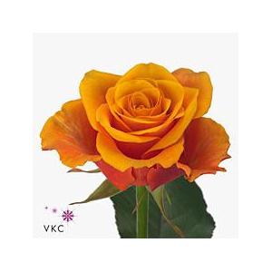 Rosa large espana