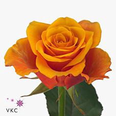 <h4>Rosa large espana</h4>