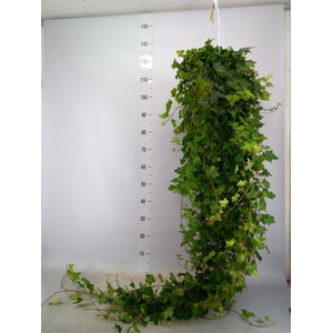 Hedera helix 'Pittsburgh'