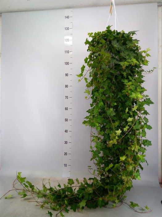 <h4>Hedera helix 'Pittsburgh'</h4>