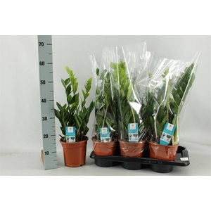 !! PROMO !! ZAMIO ZAMIIFOLIA P17 3+