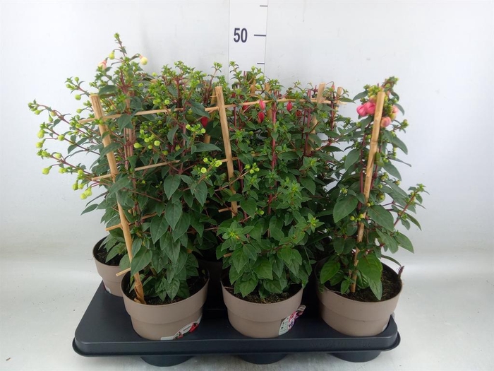 <h4>Fuchsia   ...mix</h4>