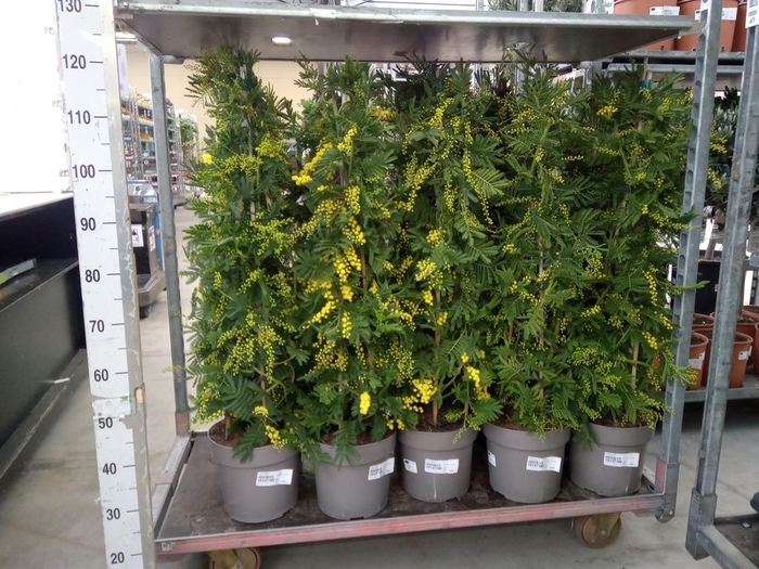 <h4>Acacia paradoxa</h4>