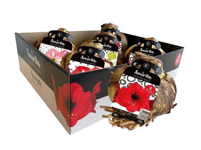 <h4>BLOEMBOL HIPPEASTRUM</h4>