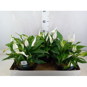 Spathiphyllum  'Pearl Cupido'
