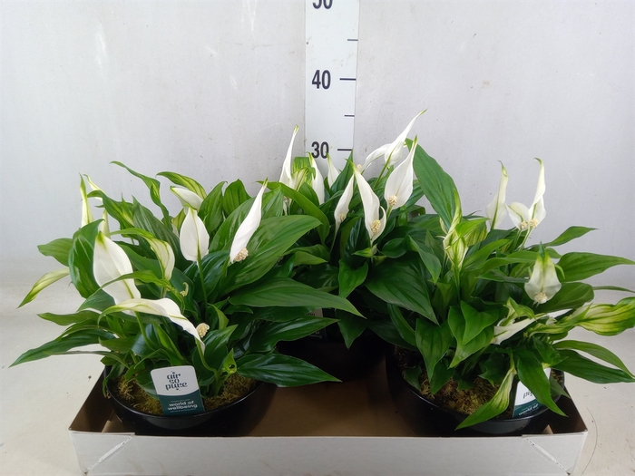 <h4>Spathiphyllum  'Pearl Cupido'</h4>