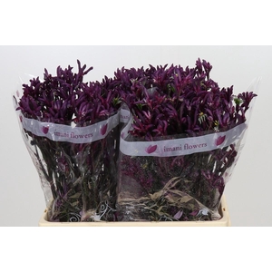 Anigozanthos Bush Merlot