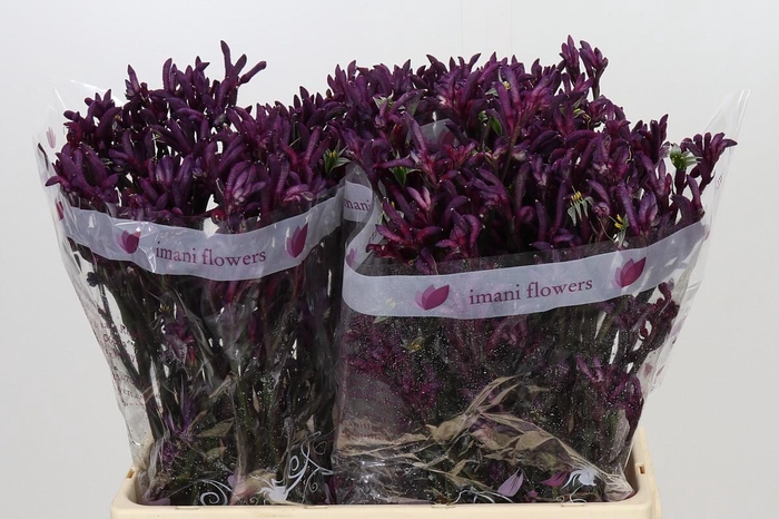 <h4>Anigozanthos Bush Merlot</h4>