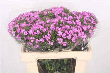 <h4>Di Barb Breanthus Melian Lila</h4>