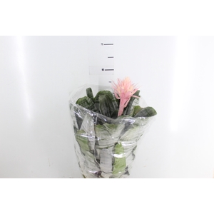 AECHMEA FASCIATA P17