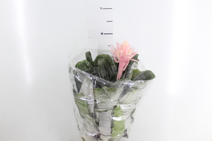 AECHMEA FASCIATA P17