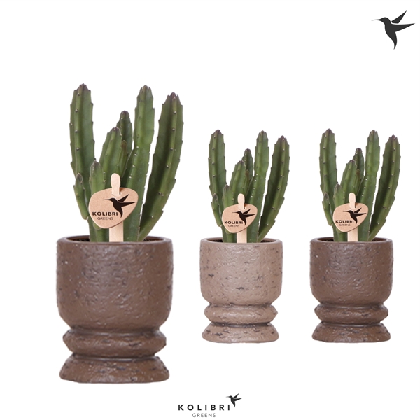 <h4>Kolibri Greens Stapelia Leenderziae in Vintage pot mix</h4>