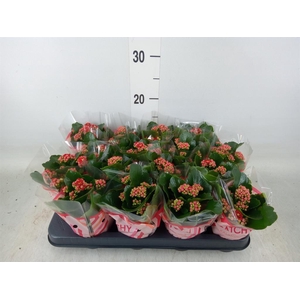 Kalanchoe blos. 'Calandiva Rubio'