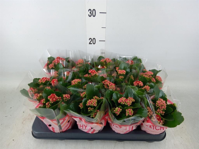 <h4>Kalanchoe blos. 'Calandiva Rubio'</h4>