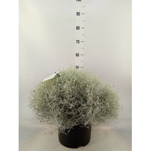 Leucophyta brownii 'Silvercalos'