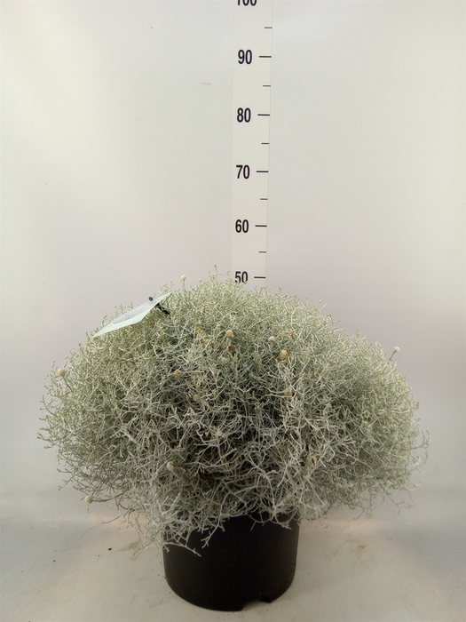 <h4>Leucophyta brownii 'Silvercalos'</h4>