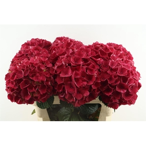 Hydr M Rubyred 80-23