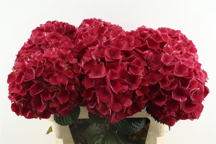 <h4>Hydr M Rubyred 80-23</h4>