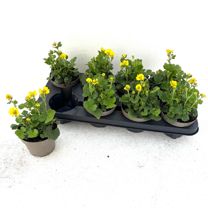 <h4>GEUM TOSAI YELLOW</h4>