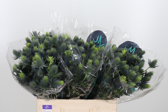 <h4>Eryn Supernova</h4>